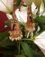 Mughal Princess Portrait Indian Earrings EEWK12169 Indian Jewellery