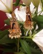 Mughal Princess Portrait Indian Earrings EEWK12169 Indian Jewellery